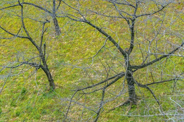 High Angle Shot Leave Less Trees Park Tokyo Japan — Stock Photo, Image