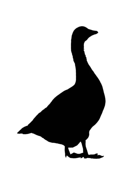 Side View Graphic Silhouette Geese Isolated White Background — Stock Photo, Image