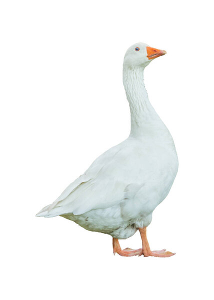 Красивые белые гуси изолированы на белом фоне
