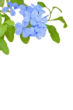 Ahşap arka planda mavi çiçekler ve yeşil bitkiler