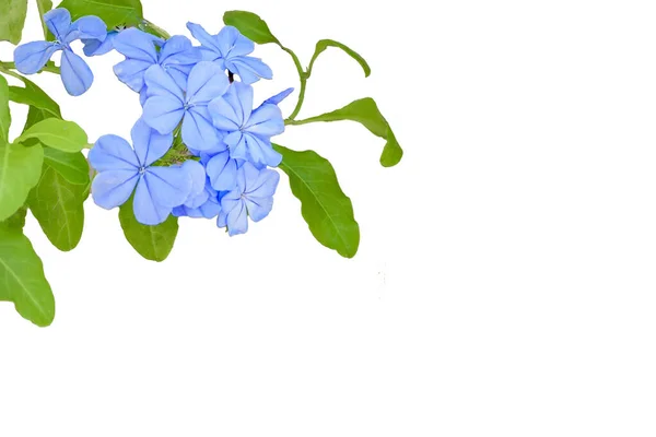木制背景下的蓝色花朵和绿色植物 — 图库照片