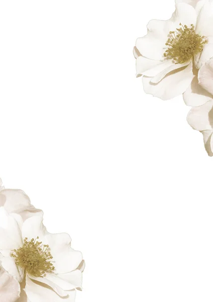 White Background Flowers Petals Decorated Borders — Stock Photo, Image