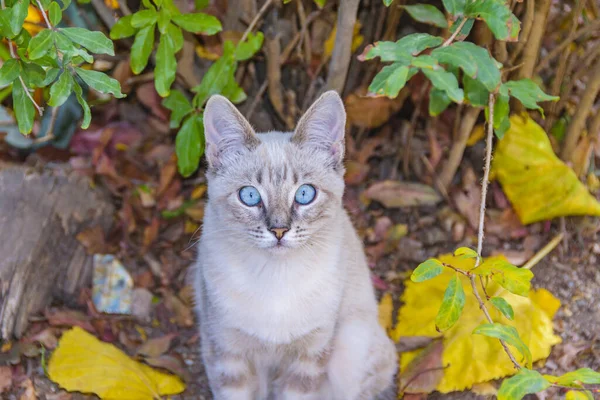 Olhos Azuis Bonito Gato Cinza Sobre Árvore Tronco — Fotografia de Stock