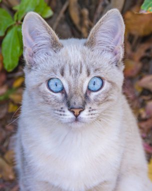 Mavi gözlü şirin gri kedicik ağaç gövdesinde duruyor.