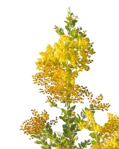 Mooie Gele Bloemen Foto Tegen Witte Achtergrond — Stockfoto