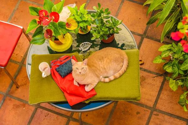 Cenital View Shot Yellow Looking Cat Standing Home Yard Table — Stock Photo, Image