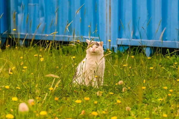 Масштабний Знімок Чорно Білого Кота Стоїть Траві — стокове фото