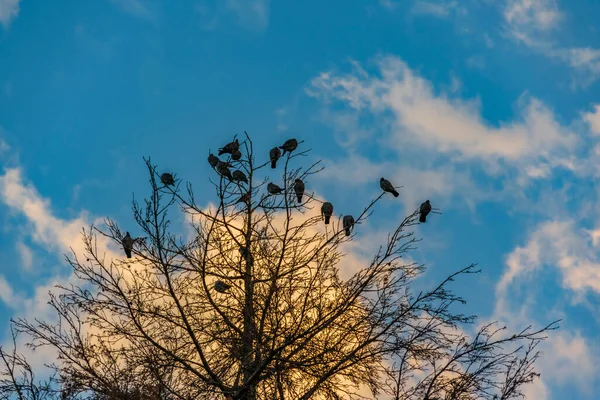 Bajo Ángulo Tiro Grupo Aves Pie Parte Superior Del Árbol —  Fotos de Stock