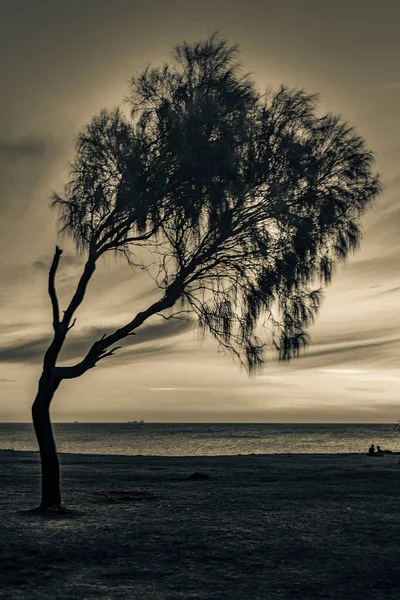 三幅剪影和大海背景日落海岸风景 蒙特哥市 乌鲁圭 — 图库照片