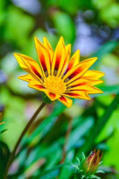 Bela Flor Pétala Amarela Vermelha Cercada Por Plantas Borradas Fundo — Fotografia de Stock