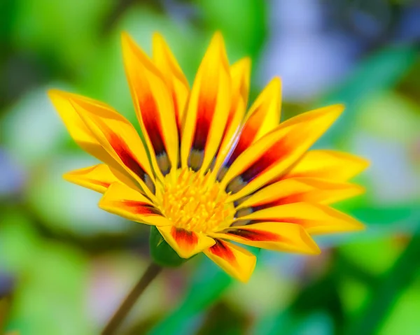 Gyönyörű Sárga Piros Szirom Virág Körülvéve Elmosódott Növények Háttér — Stock Fotó