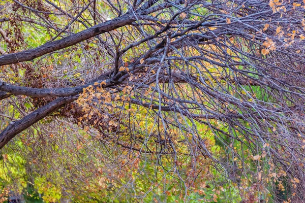 Trees Detail San Martin Park Mendoza Capital Argentina — Stock Photo, Image