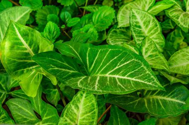 Detaylar yeşil bitkileri evlerinin bahçesinde vurdu