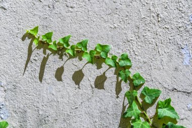 Detaylı çekim, beton duvar arkaplanı üzerine tırmanma tesisleri