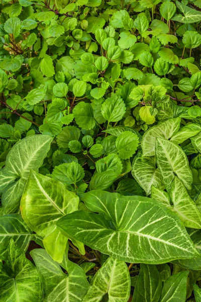 Detalle Tiro Plantas Verdes Patio Casa — Foto de Stock