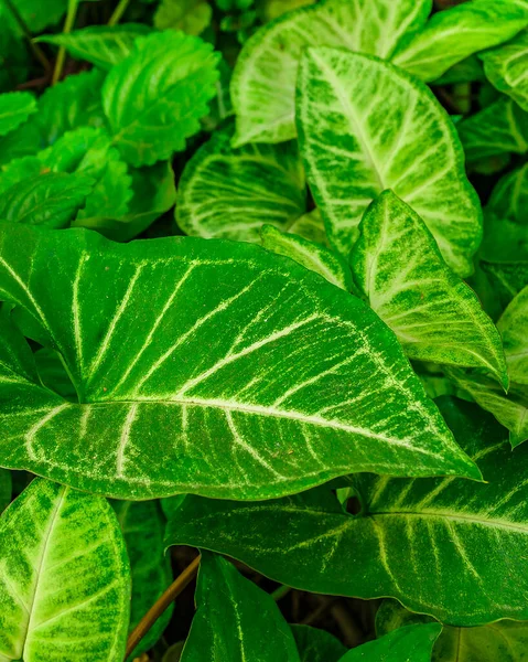 Részlet Lövés Zöld Növények Hazai Udvaron — Stock Fotó