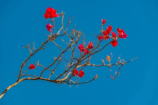 Santa Rita Blomma Över Blå Himmel Bakgrund — Stockfoto