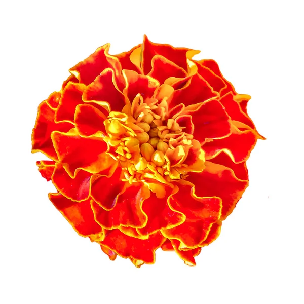 Top View Shot Πορτοκαλί Λουλούδι Απομονώνονται Λευκό Φόντο — Φωτογραφία Αρχείου