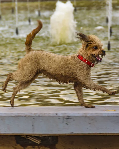 Cão Correndo Fronteira Fonte Parque Cívico Mendoza Capital Argentina — Fotografia de Stock