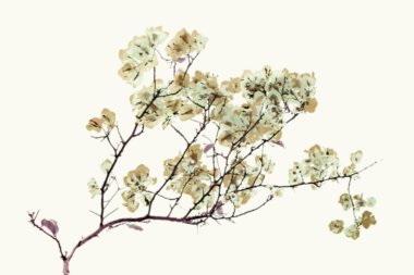 Parlak arkaplanda Santa Rita çiçek resmi