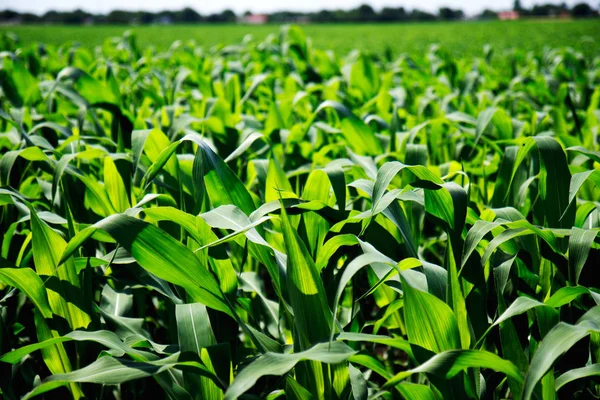 Fecho do campo de milho verde — Fotografia de Stock