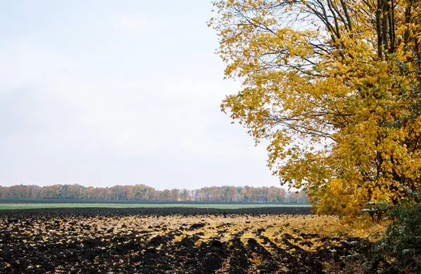 Herfstboom op droge weide — Stockfoto