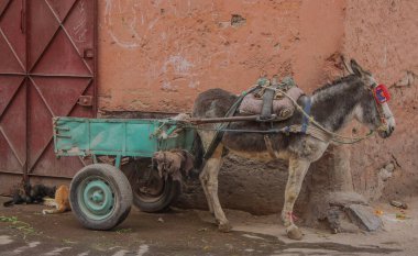 Marakeş, Fas, Afrika - 15 Ocak 2014 - minik eşek araba ile sokakta bağlı