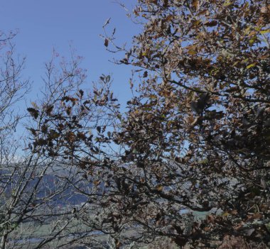 Ağaç yaprakları ve mavi gökyüzü ile 