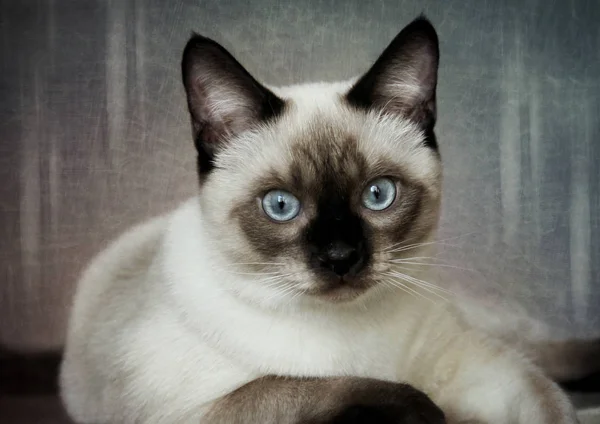 Portret Van Siamese Kitten Vintage Achtergrond — Stockfoto