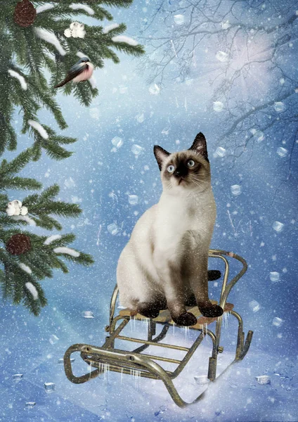 Siamese Kitten Sitting Sled Winter Forest Looks Bullfinch Sitting Fir — Stock Photo, Image