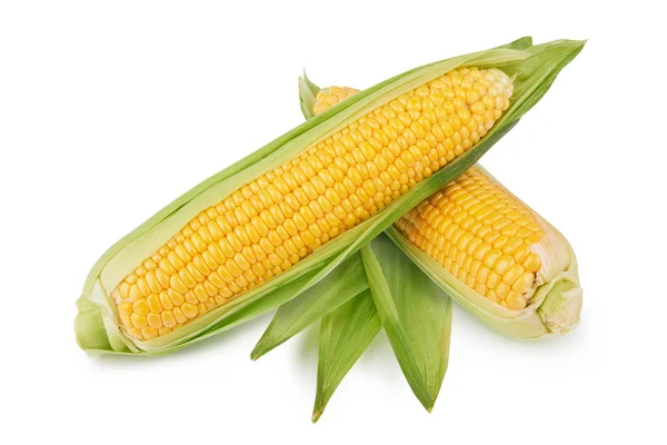 Huerto de maíz fresco —  Fotos de Stock