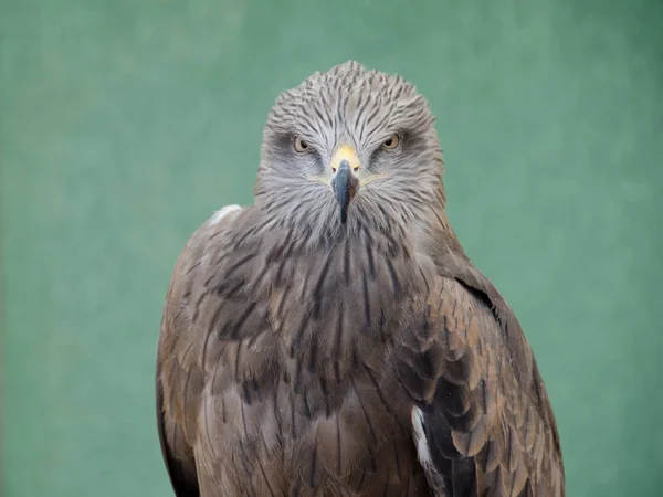 Profile of predatory bird hawk — Stock Photo, Image