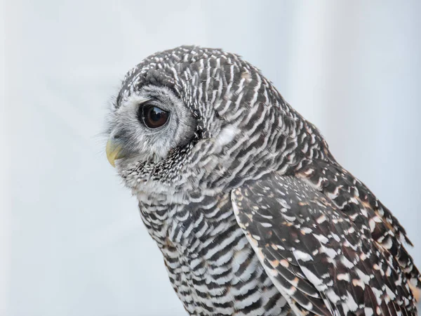 Little owl portrait — Stock Photo, Image