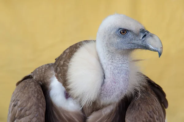 Portrait of a vulture — Stock Photo, Image
