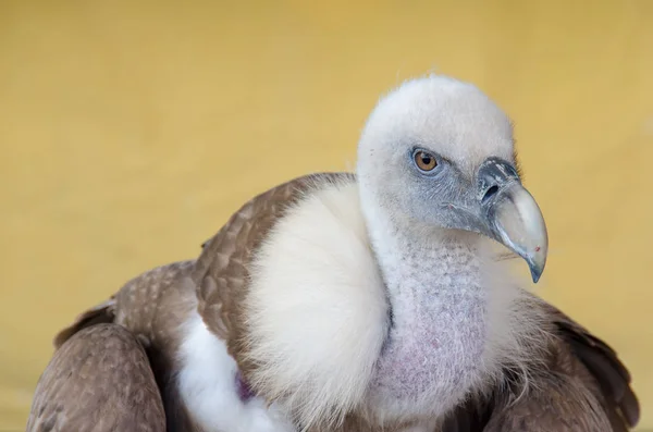 Porträt eines Geiers Stockbild