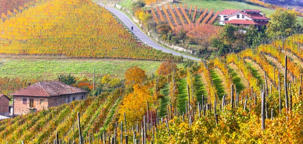 Herbstlandschaft. Goldene Weinberge des Piemont. Italien — Stockfoto