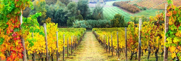 Filas doradas de viñedos. Paisaje de otoño. Italia — Foto de Stock