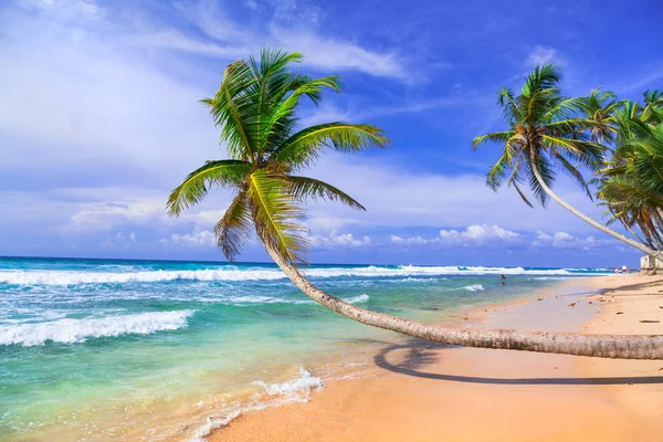 Férias tropicais no Sri Lanka. Bela praia de palma selvagem — Fotografia de Stock