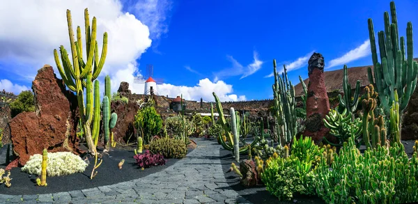 Vue panoramique sur le jardin de Cactus - attraction populaire de l'île de Lanzarotte.Espagne . — Photo