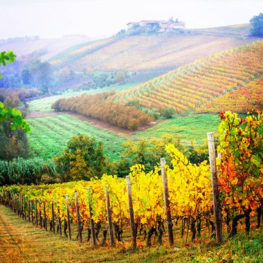 Sonbahar manzara, üzüm bağları altın renkleri, Piemonte asma bölgesi, İtalya.