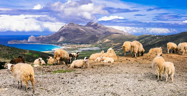 Traditionella Grekland serien. landskap av Kreta med sheeps — Stockfoto
