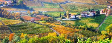 Resimsel kırsal ve Piemonte güzel üzüm bağları, Sonbahar, İtalya.