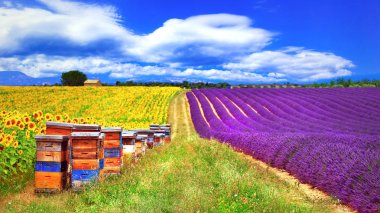 Provence, Fransa - lavader ve kovan ile ayçiçeği çiçeklenme feelds.