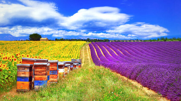 Provence, France - blooming feelds of lavader and sunflowers with beehive.