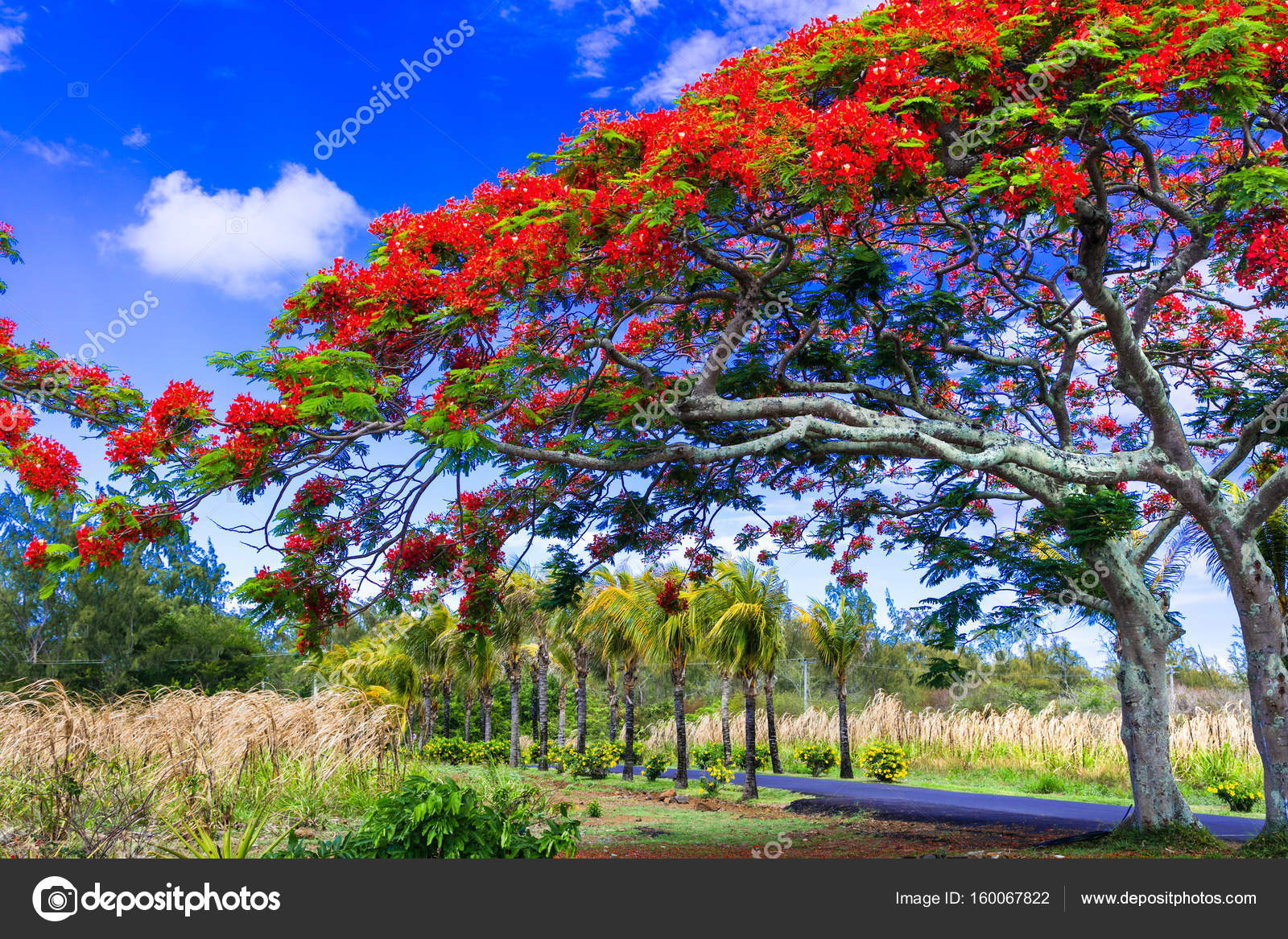 Arbre Tropical Exotique Flamboyant Avec Fleurs Rouges Ile