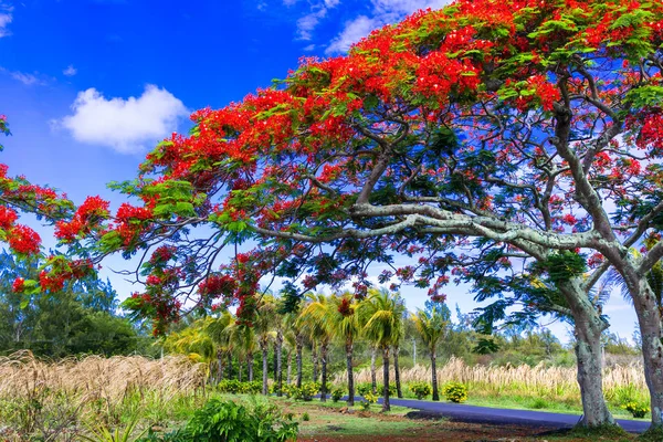 Exotic tropical tree flamboyant with red flowers. Mauritius island. — Stock Photo, Image