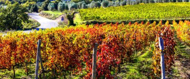  beautiful vineyards of Tuscany, Italy clipart