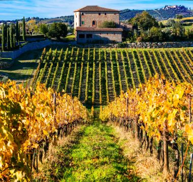 Traditional Tuscany - scenery with autumn vineyards. Italy clipart