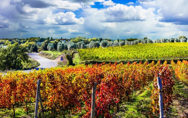 Herbstlandschaft - wunderschöne Weinberge der Toskana, Italien — Stockfoto