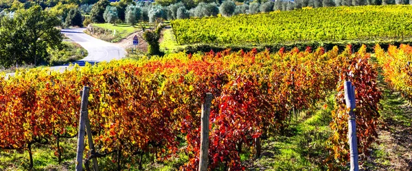 Vackra vingårdar i Toscana, Italien — Stockfoto